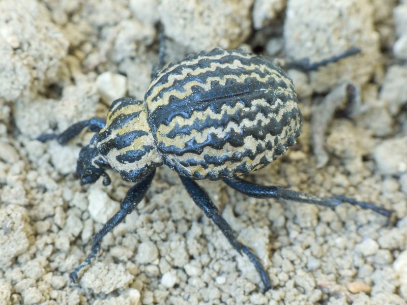 Brachycerus sinuatus Olivier, 1807